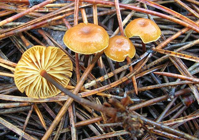 Xeromphalina cauticinalis   (Fr.)  Kühner & Maire
